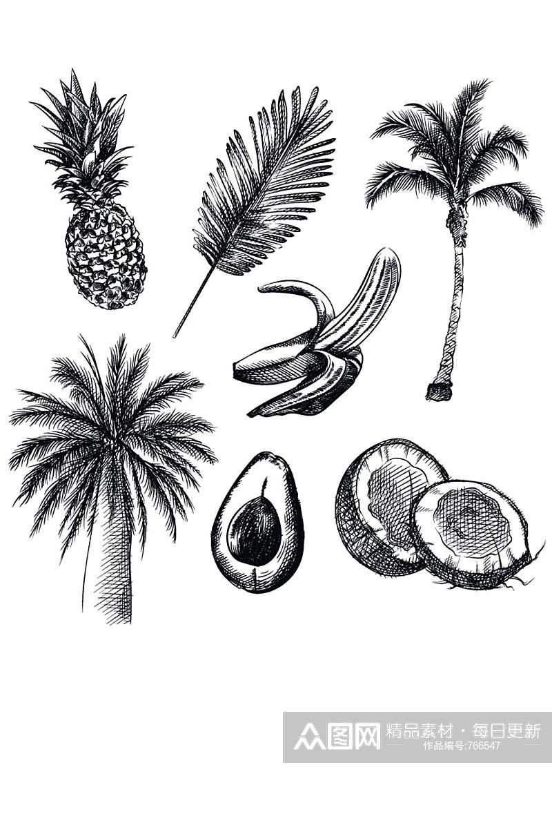 矢量手绘线稿素描画菠萝椰子牛油果EPS素材