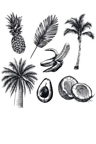 矢量手绘线稿素描画菠萝椰子牛油果EPS