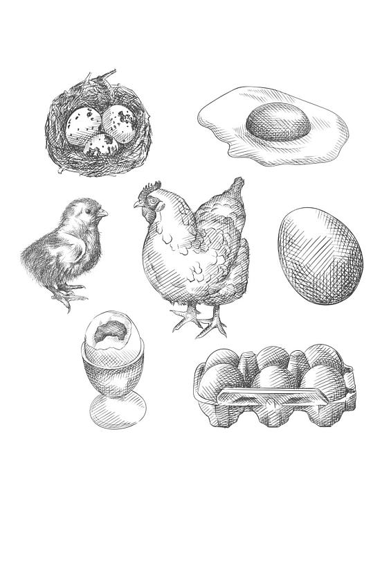 EPS手绘线稿素描画鸡蛋小鸡海报插画素材