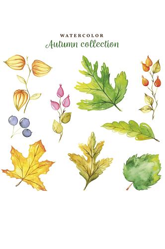 手绘水彩秋天的叶子果实卡通矢量素材