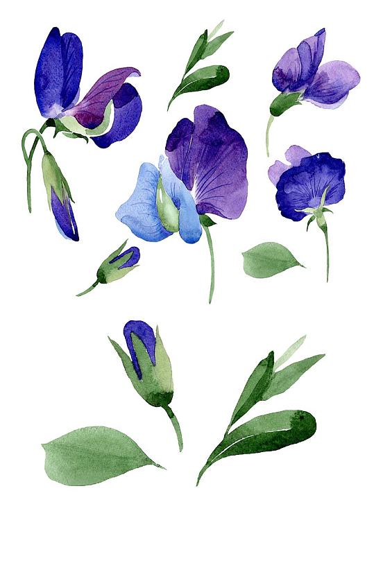 紫色手绘水彩紫罗兰蝴蝶兰花卉免抠素材