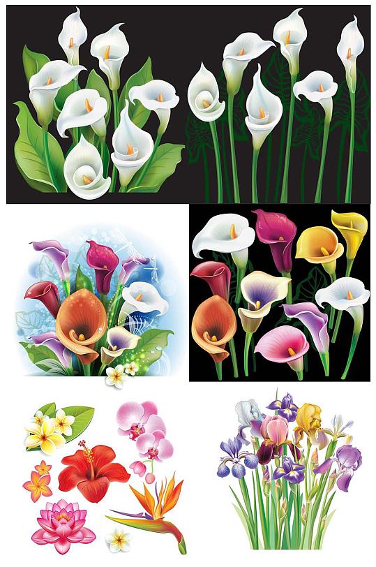 马蹄莲装饰图片 马蹄莲装饰素材下载 众图网