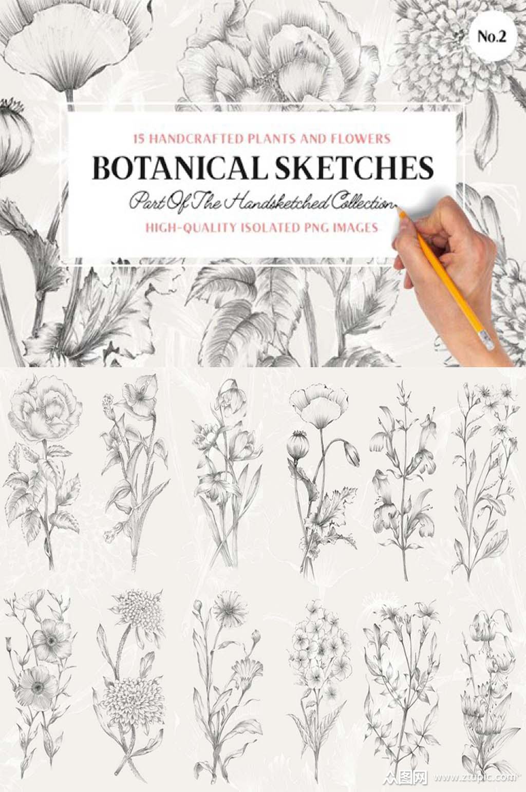 手绘铅笔素描画花卉装饰免抠png设计素材素材