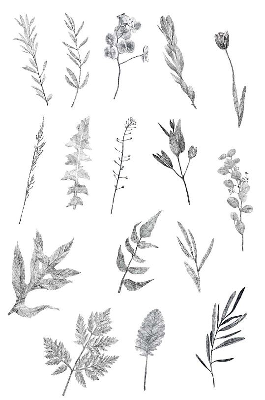 手绘灰色树叶免抠插画插图素描画设计素材