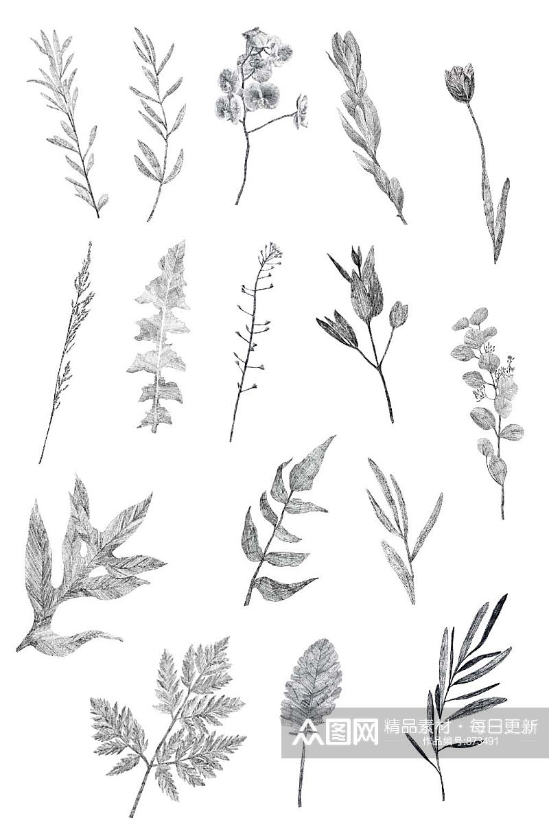 手绘灰色树叶免抠插画插图素描画设计素材素材