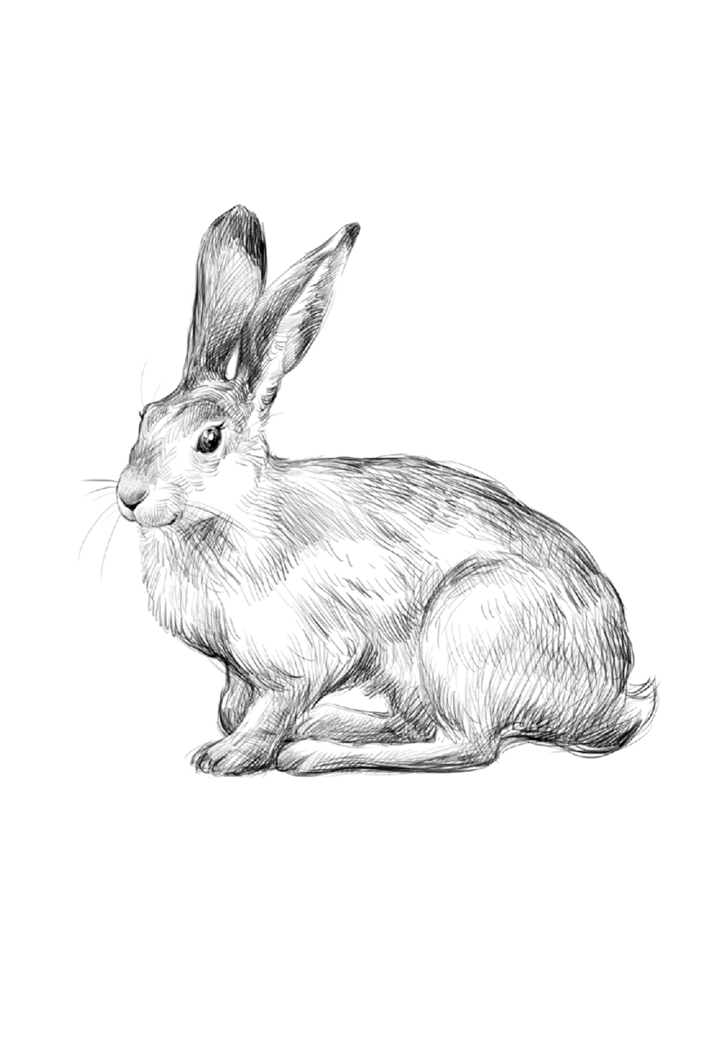 手绘黑白素描小兔子psd插画卡片设计素材