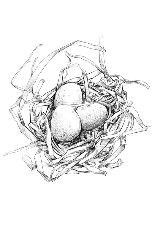 手绘黑白素描鸟窝鸟蛋复活节PSD插画设计