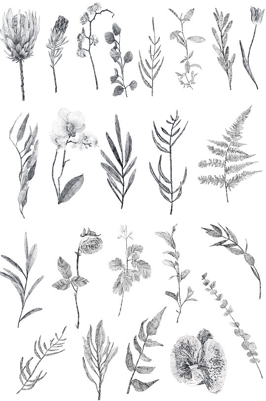 手绘灰色树叶免抠插画插图素描画设计素材