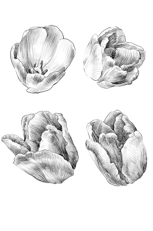 手绘黑白素描花朵PSD分层插画设计素材