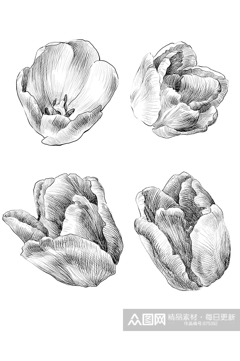 手绘黑白素描花朵PSD分层插画设计素材素材
