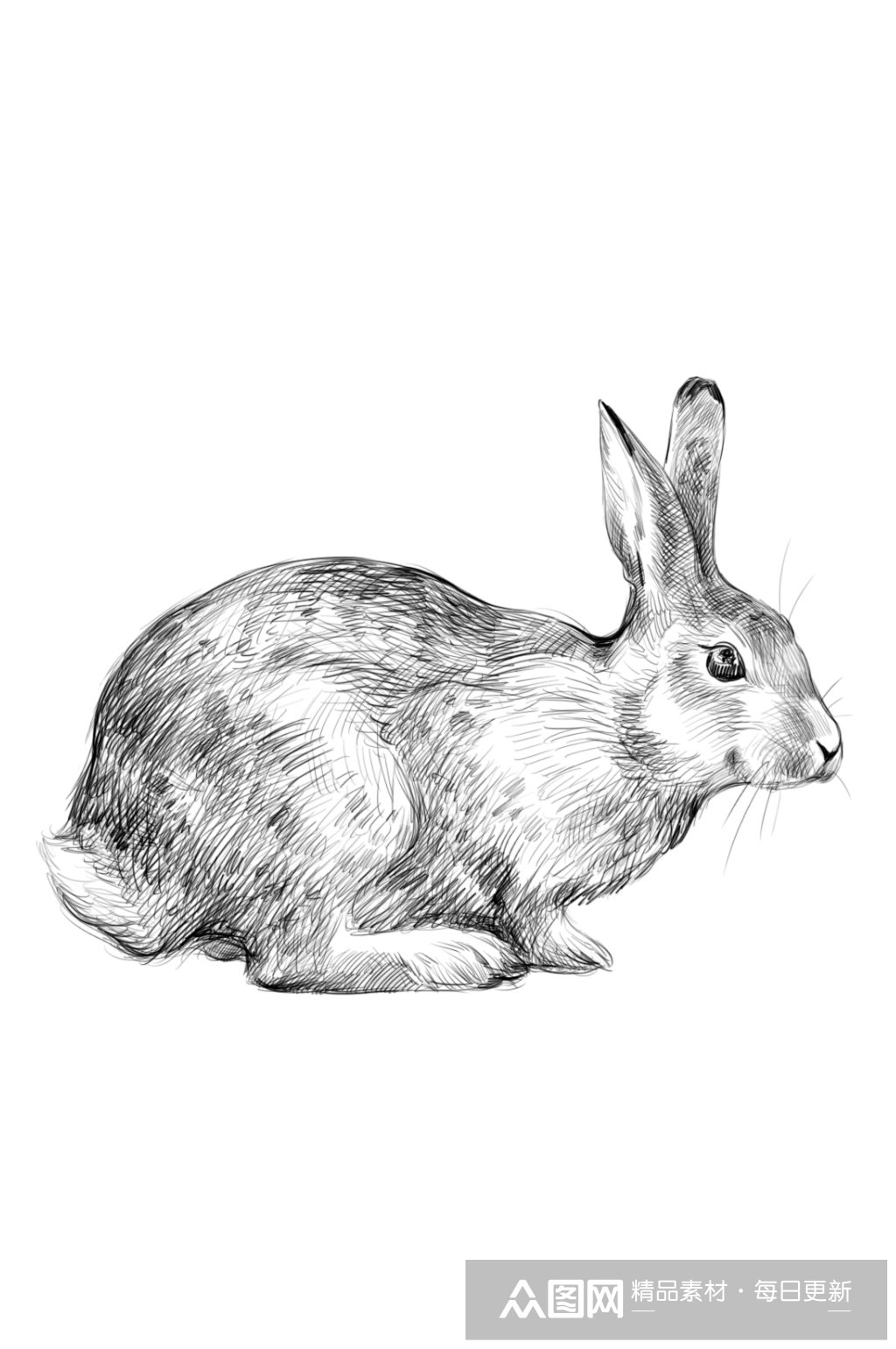 手绘黑白素描插画小兔子psd分层设计素材