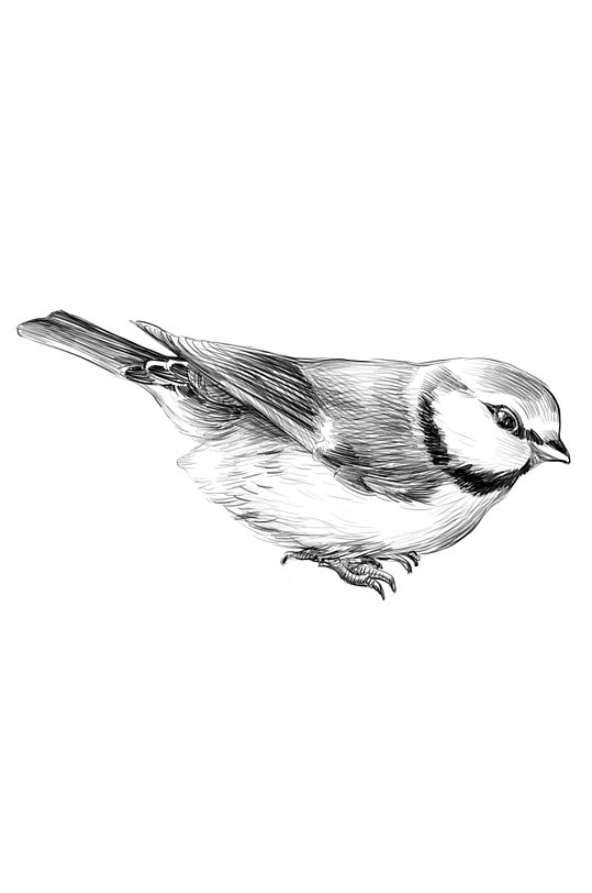 手绘黑白素描小鸟PSD插画设计卡片装饰