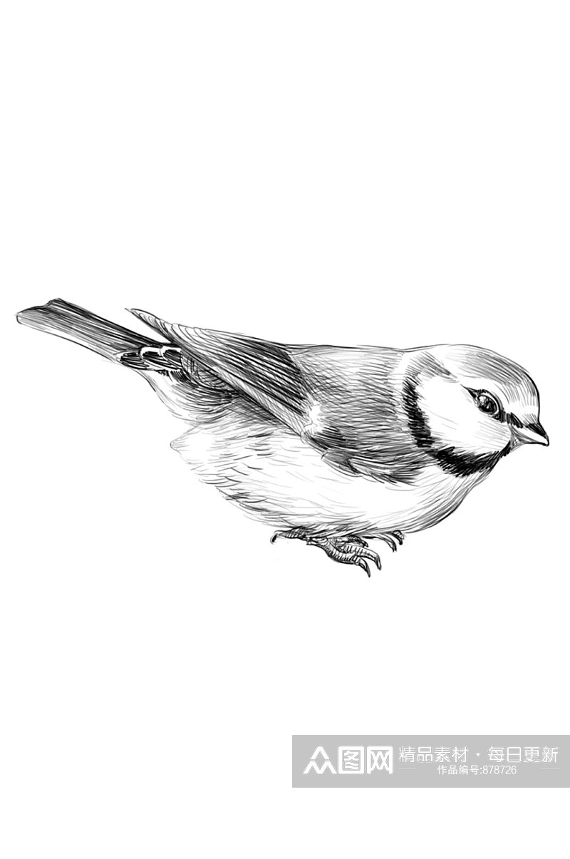 手绘黑白素描小鸟PSD插画设计卡片装饰素材