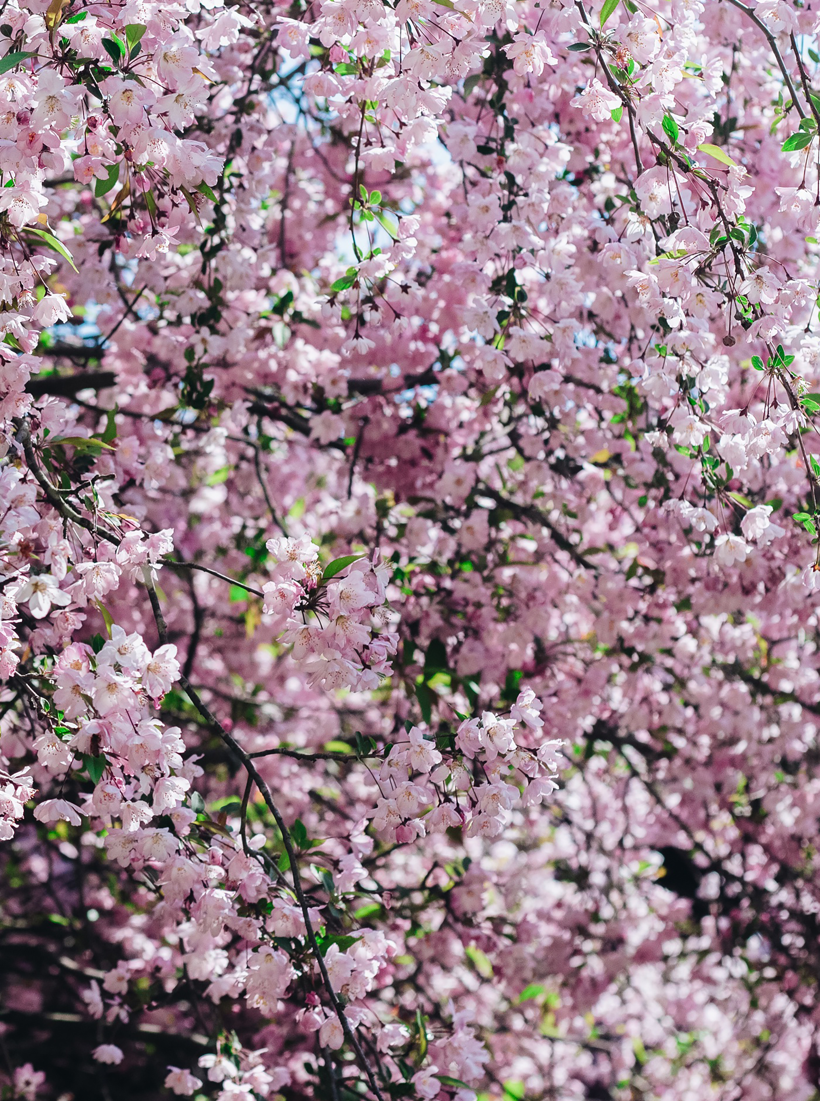 桃花花卉图片素材素材