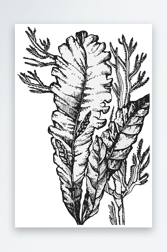 海洋生物手绘元素插画素材-众图网