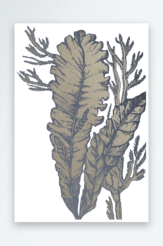 海洋生物手绘插画-众图网