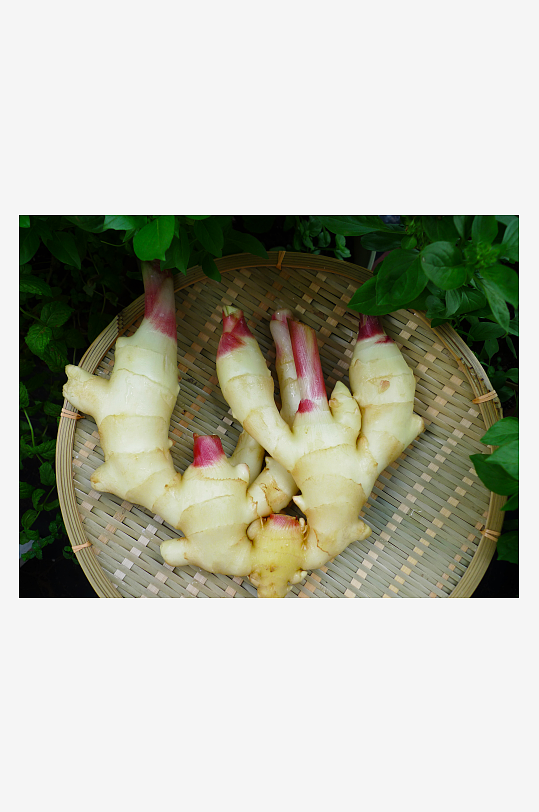 生姜姜高清图片素材-众图网