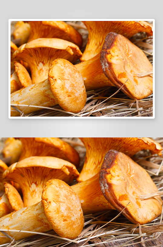 蘑菇香菇高清摄影图片素材-众图网