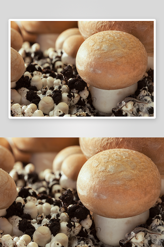 蘑菇香菇高清图片素材-众图网