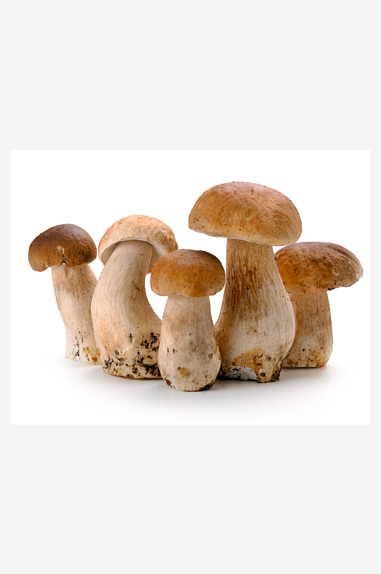蘑菇香菇高清图片-众图网