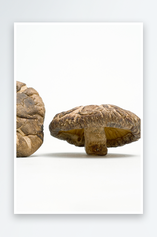 蘑菇香菇高清图片-众图网