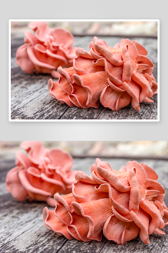 蘑菇香菇高清图片-众图网