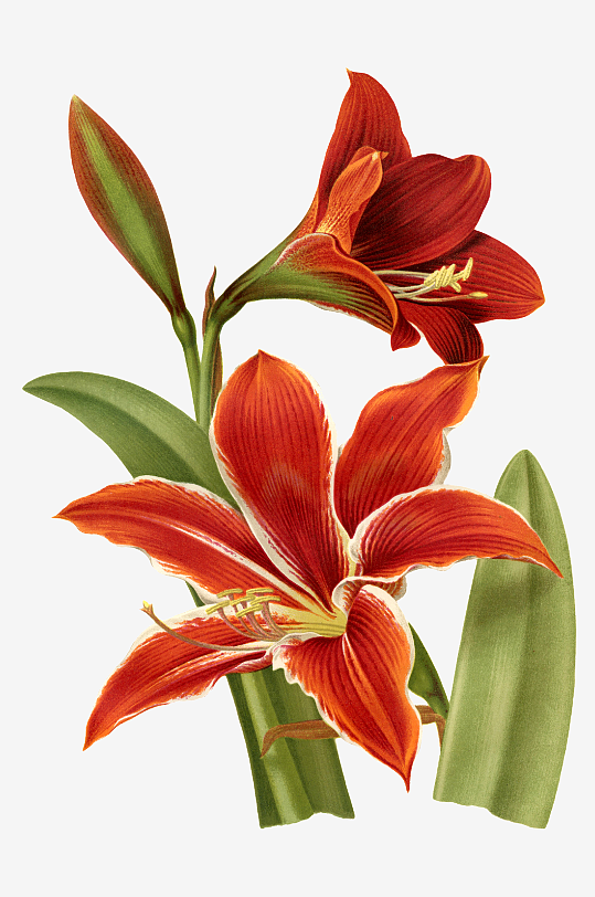 唯美水彩花卉图片素材-众图网