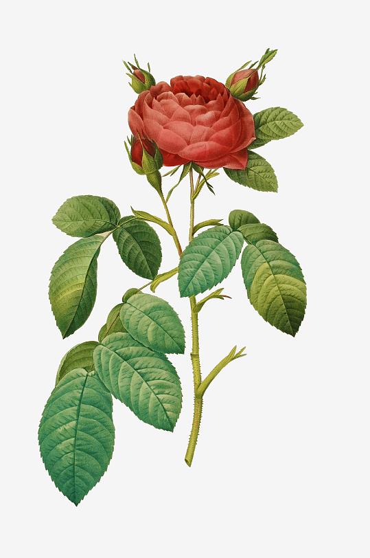 唯美水彩花卉图片素材-众图网