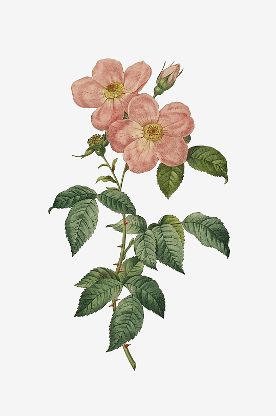 唯美水彩花卉图片素材-众图网