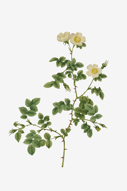 唯美水彩花卉Png图片素材-众图网