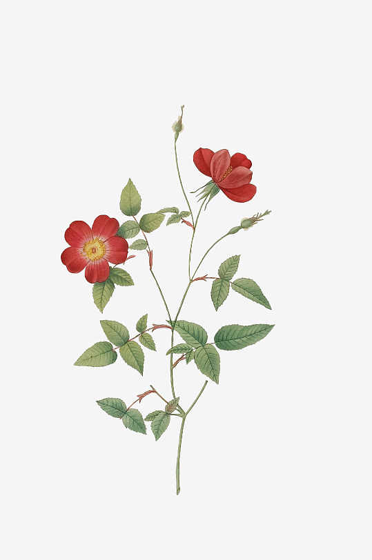 唯美水彩花卉Png图片素材-众图网