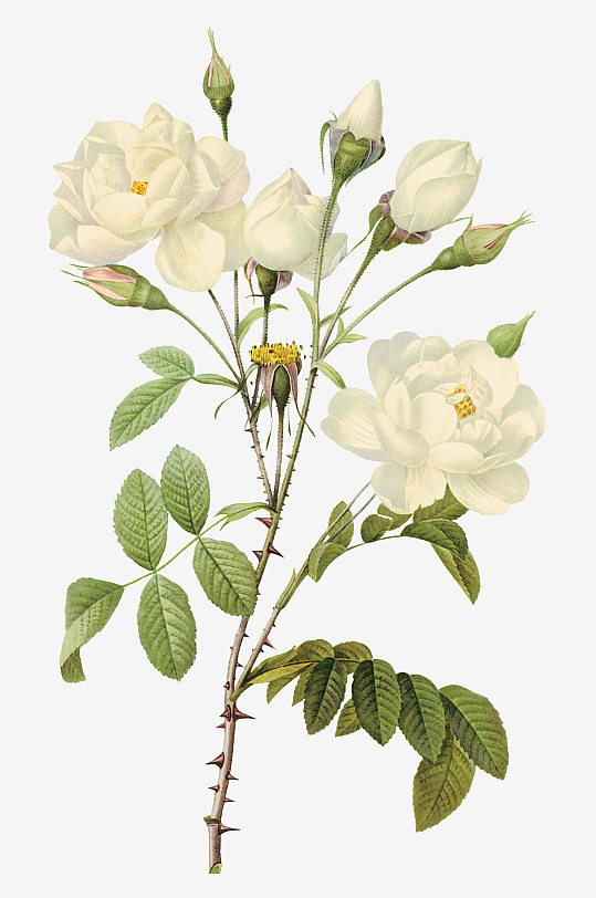 唯美水彩花卉Png图片素材-众图网