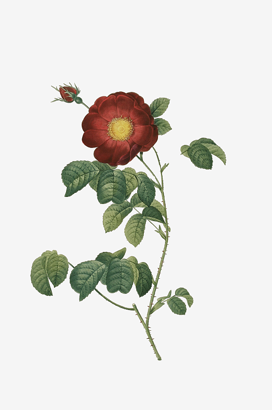 唯美水彩花卉Png图片素材-众图网