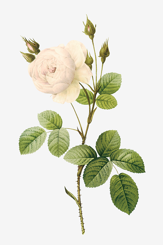 唯美水彩花卉Png图片素材-众图网