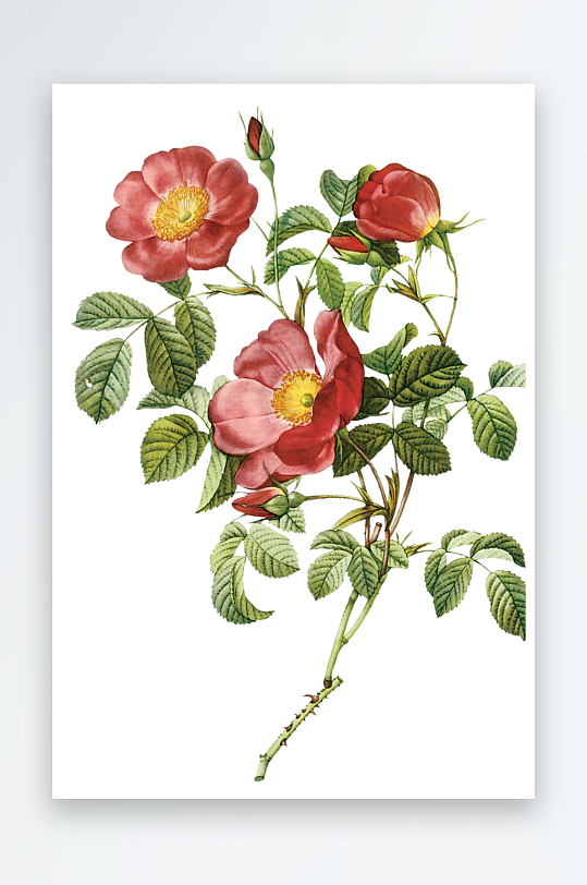 唯美水彩花卉Png图片素材-众图网