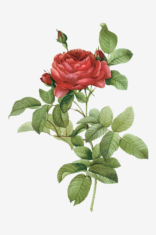 唯美水彩花卉Png图片素材-众图网