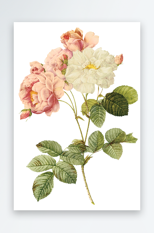 唯美水彩花卉Png图片素材-众图网