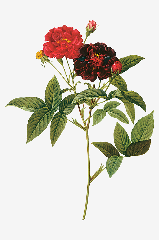 唯美水彩花卉Png图片素材-众图网