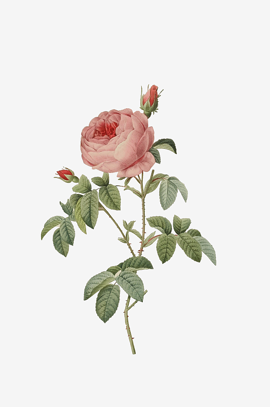 唯美水彩花卉Png图片素材-众图网