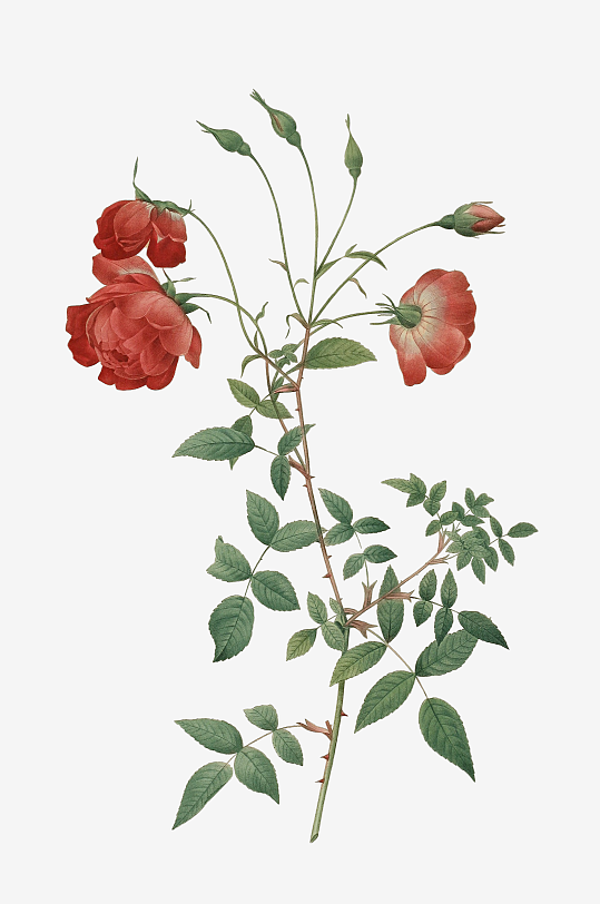 唯美水彩花卉Png图片素材-众图网