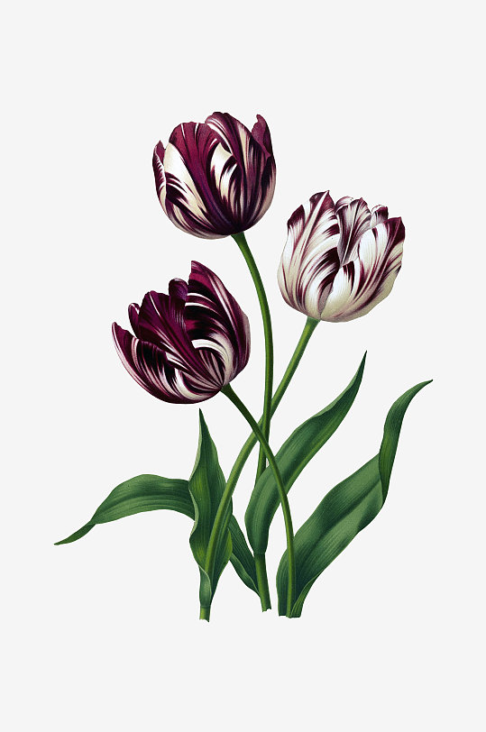 唯美水彩花卉Png图片素材-众图网