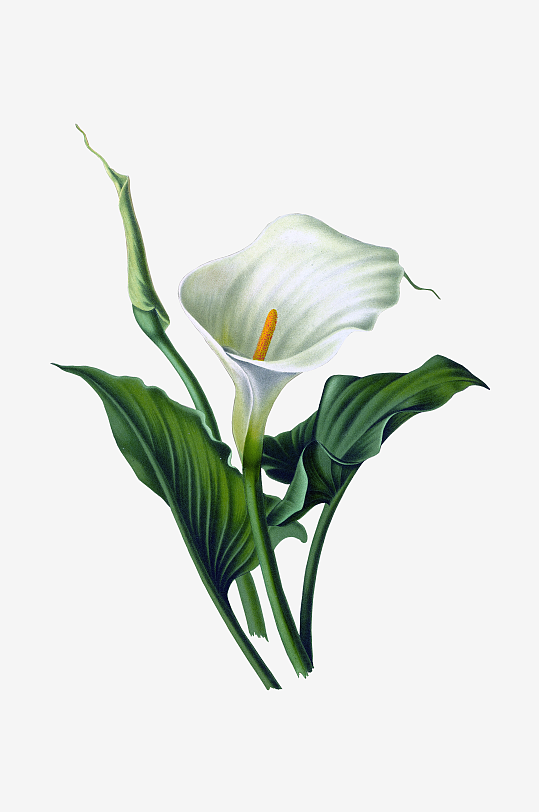 唯美水彩花卉Png图片素材-众图网