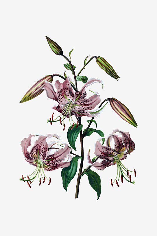 唯美水彩花卉Png图片-众图网
