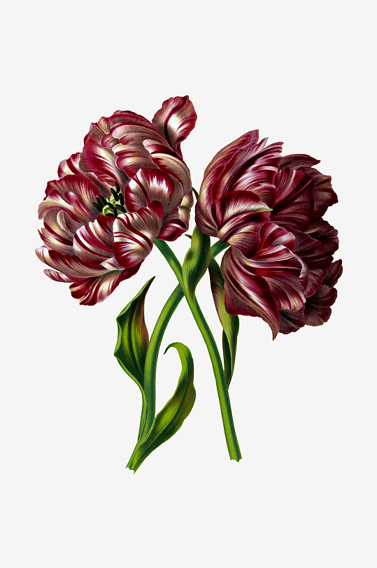 唯美水彩花卉Png图片-众图网