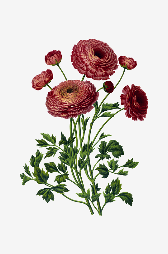 唯美水彩花卉Png图片-众图网