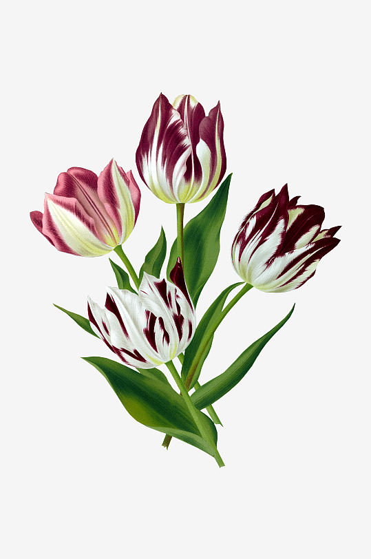 唯美水彩花卉Png图片-众图网