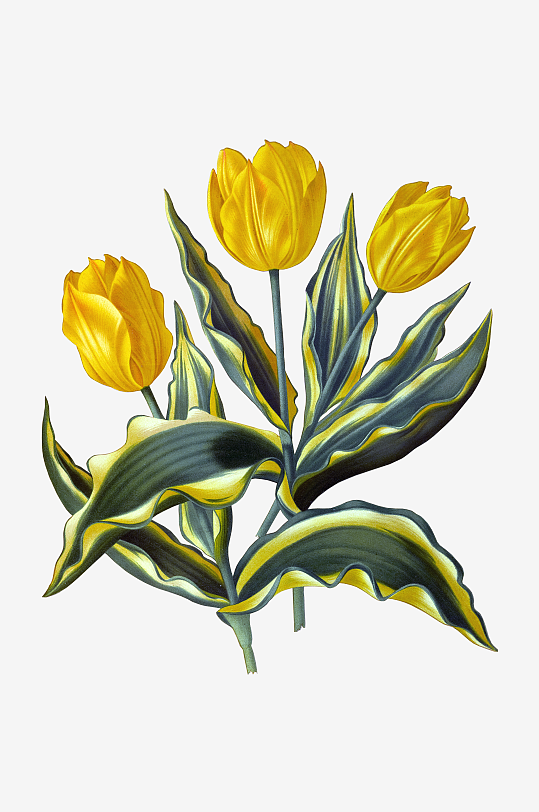 唯美水彩花卉Png图片-众图网