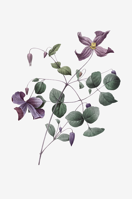 唯美水彩花卉Png图片-众图网