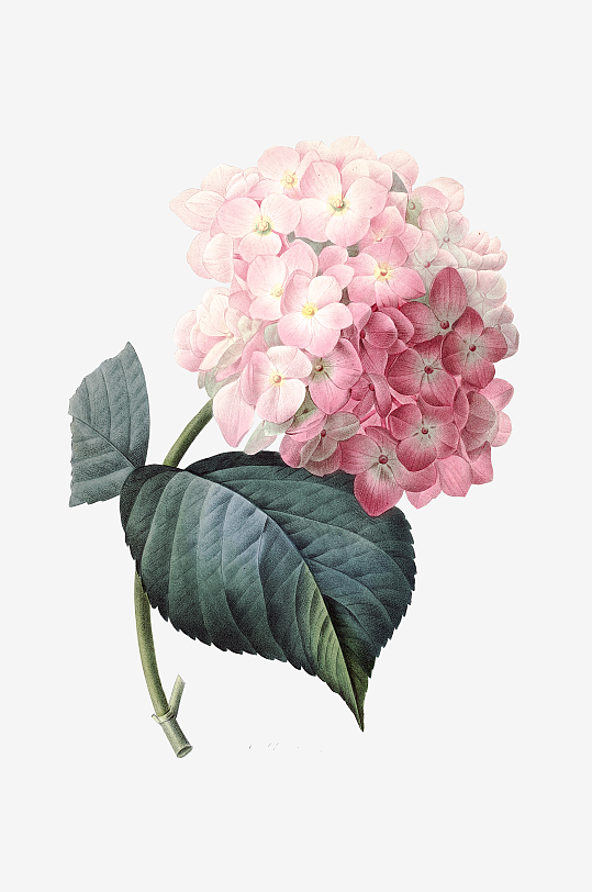 唯美水彩花卉Png图片-众图网