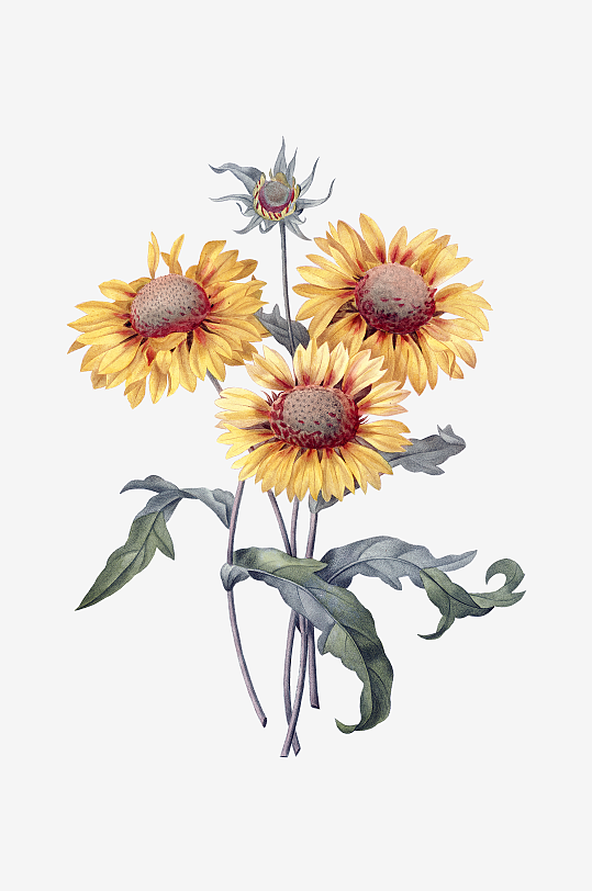 唯美水彩花卉Png图片-众图网